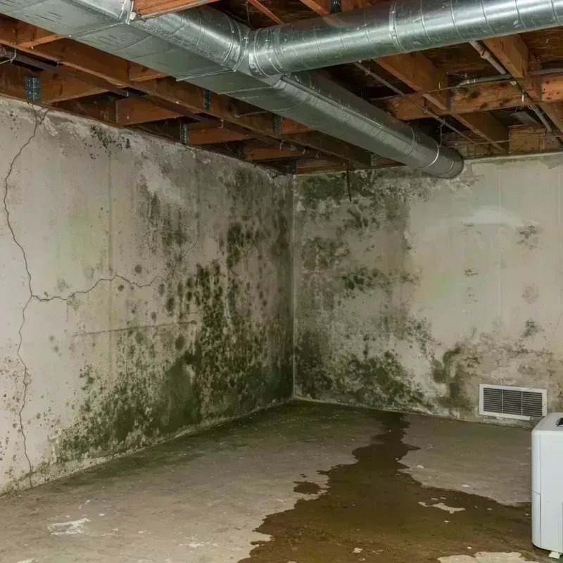 Professional Mold Removal in Glen Ellyn, IL